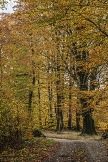 Forest road in beech forest in autumn colors in Sankt Olof, Simrishamn municipality, Skåne, Sweden, Scandinavia