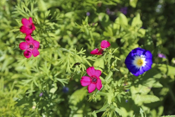 Red flax (Linum grandiflorum), splendor, field bindweed (convolvulus arvensis), meadow, wild flowers, grass, grasses, plants, nature, Swabian Jura, Baden-Württemberg, Germany