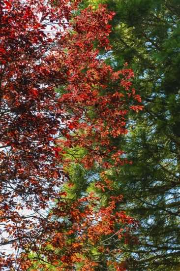 Trees, red leaves, autumn colors, deciduous tree, conifer, plants, gardens, Baden-Württemberg, Germany