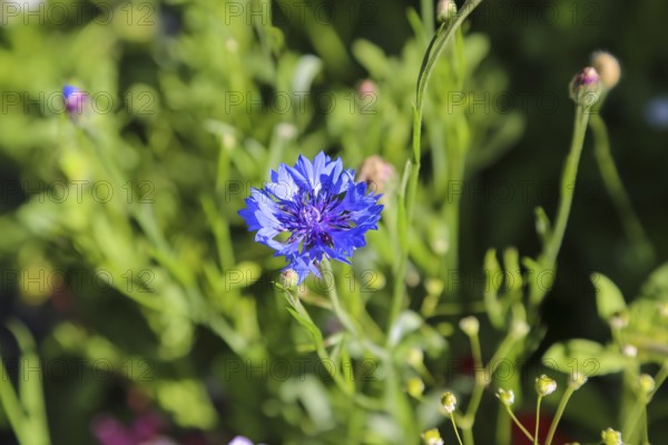 Cornflower (Centaurea cyanus), cyan, blue flower, plants, gardens, Baden-Württemberg, Germany