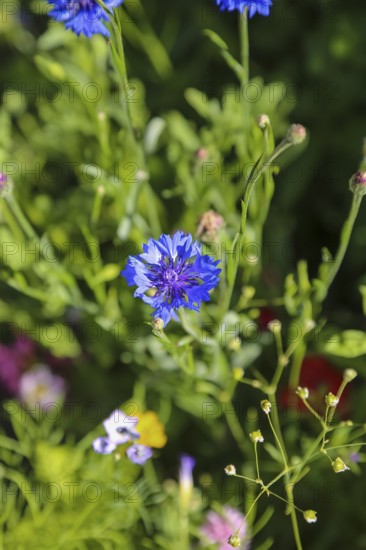 Cornflower (Centaurea cyanus), cyan, blue flower, plants, gardens, Baden-Württemberg, Germany