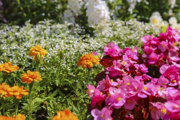 Left student flower (Tagetes), right ice begonia (Begonia semperflorens), flower begonia, God's eye, white and pink blossoms, flowers, plants, gardens, Baden-Württemberg, Germany