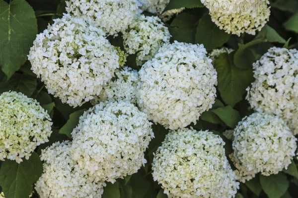 Snowball (Viburnum), white flowers, plants, muskweed (Adoxaceae), perennial, gardens, Baden-Württemberg, Germany