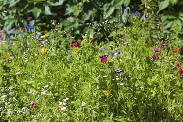 Field bindweed (convolvulus arvensis), meadow, colorful wildflowers, grass, plants, insect food, nature, Swabian Jura, Baden-Württemberg, Germany