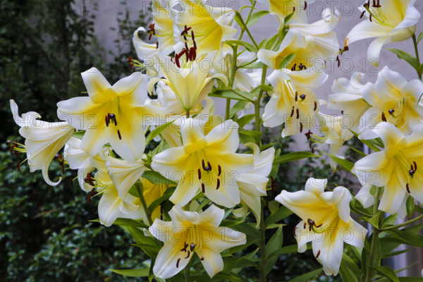 Lilies (Lilium), white, yellow, blossom, pistils, flowers, plants, gardens, Baden-Württemberg, Germany