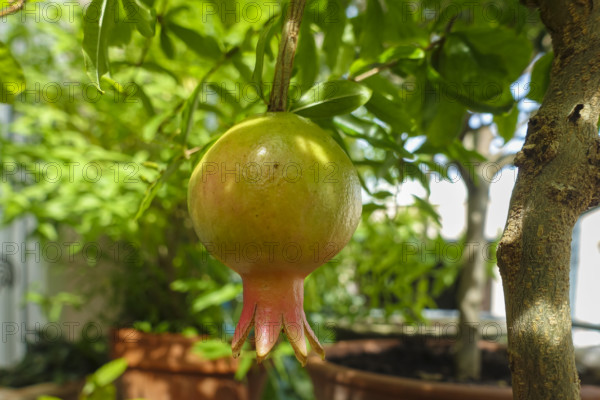 Pomegranate (Punica granatum), tree with fruit, potted plant, gardens, Baden-Württemberg, Germany
