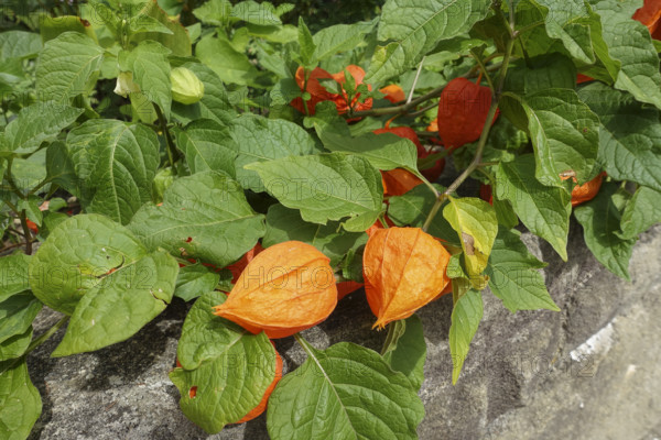 Lantern flower (Physalis alkekengi), green leaves, orange-red flowers, flowers, plants, gardens, Baden-Württemberg, Germany
