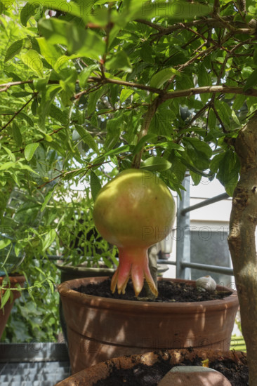 Pomegranate (Punica granatum), tree with fruit, potted plant, gardens, Baden-Württemberg, Germany