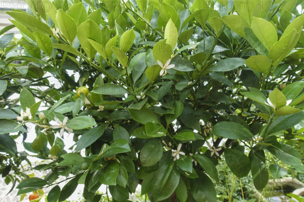 Bitter orange (Citrus aurantium), plants, gardens, Baden-Württemberg, Germany