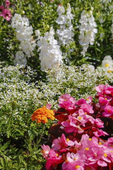 Ice begonia (Begonia semperflorens), flower bed begonia, God's eye, white and pink flowers, flowers, plants, gardens, Baden-Württemberg, Germany