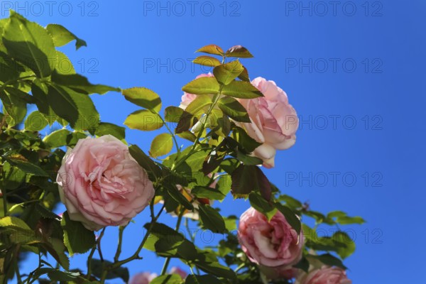 Roses (pink), pink flowers, plants, gardens, blue sky, Baden-Württemberg, Germany