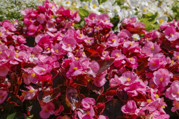 Ice begonia (Begonia semperflorens), flower bed begonia, God's eye, white and pink flowers, flowers, plants, gardens, Baden-Württemberg, Germany
