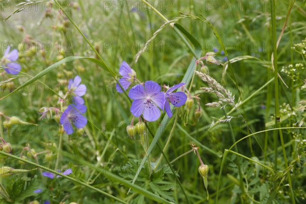 Meadow stork beak (Geranium pratense), stork beak, meadow, wildflowers, grass, grasses, plants, nature, Swabian Jura, Baden-Württemberg, Germany