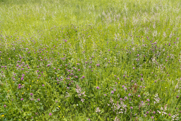 Clover (trifolium), red flowers, meadow, wildflowers, grass, grasses, plants, nature, Swabian Jura, Baden-Württemberg, Germany