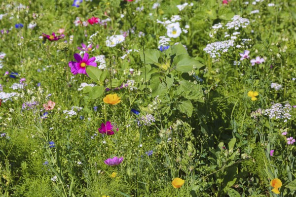 Decorative basket (Cosmos bipinnatus), meadow, colorful wildflowers, grass, grasses, plants, nature, Swabian Jura, Baden-Württemberg, Germany