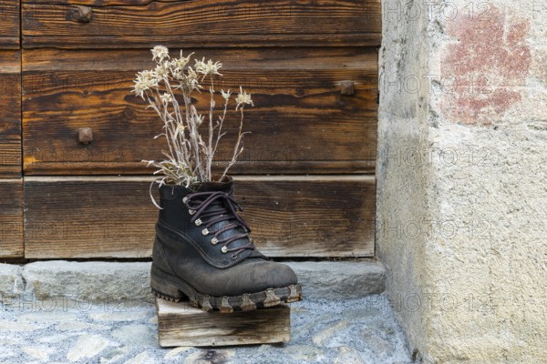 Old hiking boot with edelweiss, decoration, Guarda, Engadin, Graubünden, Switzerland