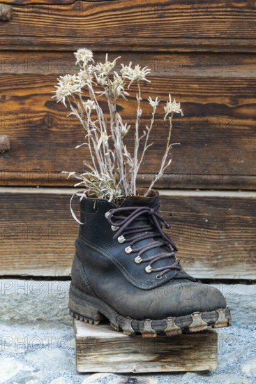 Old hiking boot with edelweiss, decoration, Guarda, Engadin, Graubünden, Switzerland