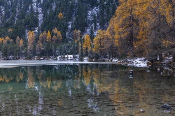 Lake Palpougna, mountain lake, mixed forest with larch (Larix) in autumn colors, snow, autumn, Filisur mountain green, Albula Pass, Grisons, Switzerland