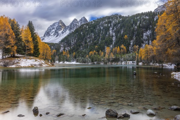 Lake Palpougna, mountain lake, Piz da la Plais, Tschimels, mixed forest with larches (Larix) in autumn, snow, autumn, Filisur mountain green, Albula Pass, Grisons, Switzerland