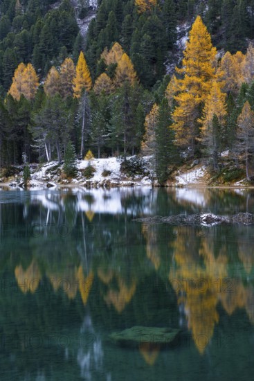 Lake Palpougna, mountain lake, mixed forest with larch (Larix) in autumn colors, snow, autumn, Filisur mountain green, Albula Pass, Grisons, Switzerland