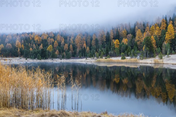 Lake Staz, mountain lake, mixed forest with larch (Larix) in autumn, common reeds (Phragmites australis), snow, fog, autumn, Celerina/Schlarigna, Engadin, Graubünden, Switzerland