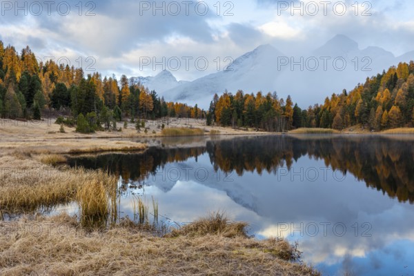 Lake Stazer in front of mountain peaks with snow, mixed forest with larch (Larix) in autumn color, reflection, autumn, Piz Albana, Piz Julier, Piz Polaschin, Celerina/Schlarigna, Engadin, Graubünden, Switzerland
