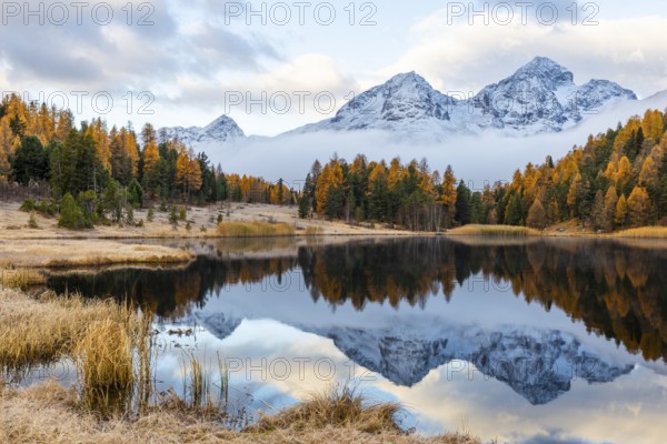 Lake Stazer in front of mountain peaks with snow, mixed forest with larch (Larix) in autumn color, reflection, autumn, Piz Julier, Piz Mezzaun, Piz Polaschin, Celerina/Schlarigna, Engadin, Graubünden, Switzerland