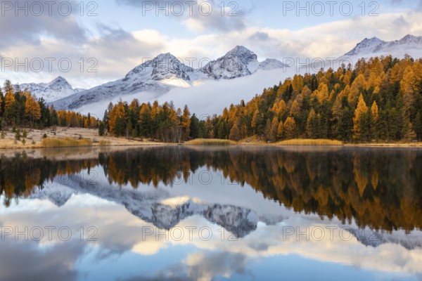 Lake Stazer in front of mountain peaks with snow, mixed forest with larch (Larix) in autumn color, reflection, autumn, Piz Albana, Piz Julier, Piz Nair, Piz Polaschin, Celerina/Schlarigna, Engadin, Grisons, Switzerland