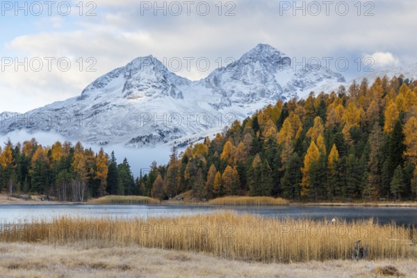 Lake Stazer in front of mountain peaks with snow, mixed forest with larch (Larix) in autumn, common reeds, autumn, Piz Julier, Piz Albana, Celerina/Schlarigna, Engadin, Graubünden, Switzerland