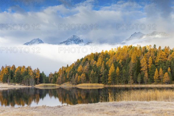 Lake Stazer in front of mountain peaks with snow, mixed forest with larch (Larix) in autumn, common reeds, autumn, Piz Albana, Piz Polaschin, Celerina/Schlarigna, Engadin, Graubünden, Switzerland