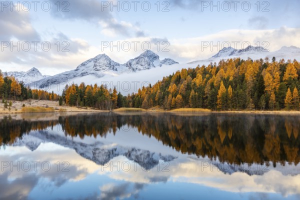 Lake Stazer in front of mountain peaks with snow, mixed forest with larch (Larix) in autumn, autumn, reflection, Piz Albana, Piz Julier, Piz Nair, Piz Polaschin, Celerina/Schlarigna, Engadin, Grisons, Switzerland
