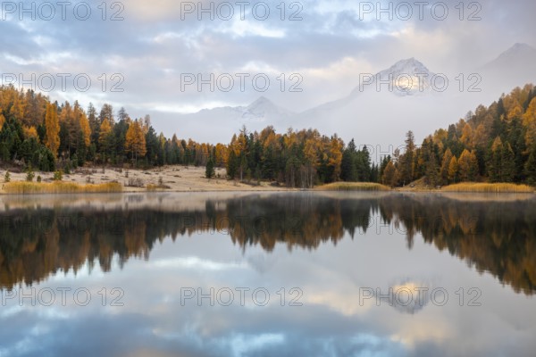 Lake Staz against mountain backdrop, mountain lake, mixed forest with larch (Larix) in autumn colors, mountain peaks with snow, reflection, Piz Albana, Piz Polaschin, fog, autumn, Celerina/Schlarigna, Engadin, Grisons, Switzerland