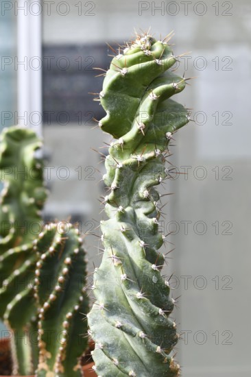 Close up of stem of curious 'Cereus Jamacaru Spiralis' cactus houseplant
