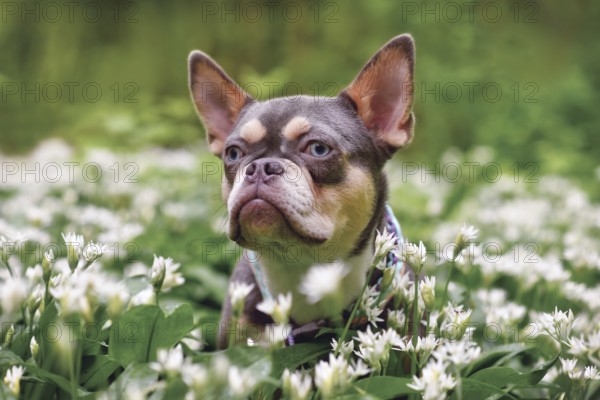 Lilac orange tan French Bulldog dog with long healthy nose between white wild garlic flowers in forest