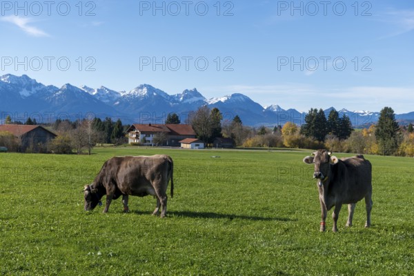 Two cows on a green meadow with snow-covered mountains, farm, near Buching, Ostallgäu, Allgäu, Bavaria, Germany