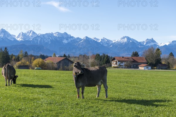 Cows grazing on a green pasture with a view of the snow-covered Alps in the background, farm, near Buching, Ostallgäu, Allgäu, Bavaria, Germany