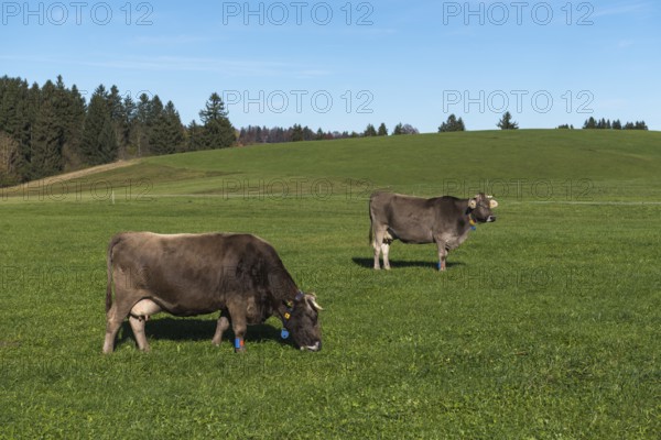 Two marked cows graze on a green field under clear blue sky in a rural area, sensors, near Buching, Ostallgäu, Allgäu, Bavaria, Germany