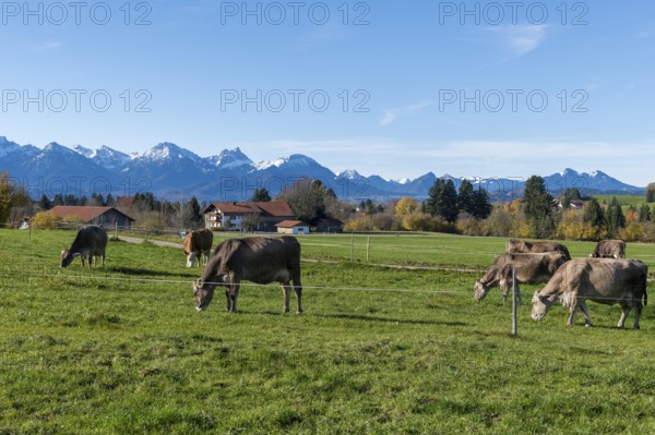 Several cows graze on green fields against picturesque mountain scenery under blue skies, farm, near Buching, Ostallgäu, Allgäu, Bavaria, Germany