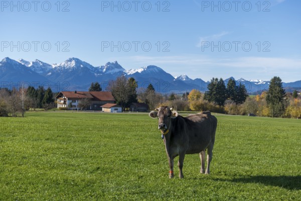 A single cow on green meadow with a view of snow-capped mountains in a sunny background, farm, near Buching, Ostallgäu, Allgäu, Bavaria, Germany