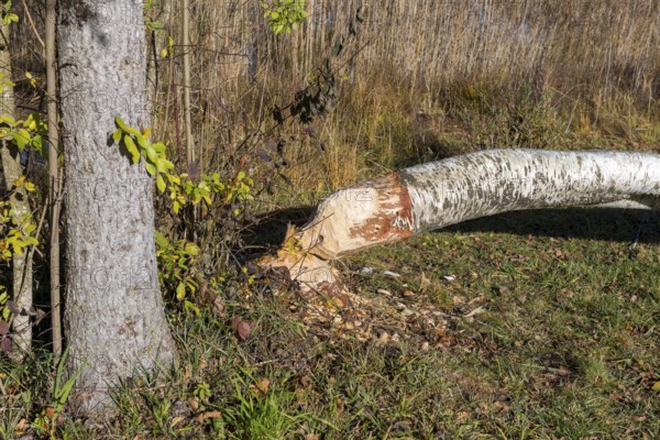 A birch tree felled by a beaver lies in an autumn forest, near Buching, Ostallgäu, Allgäu, Bavaria, Germany