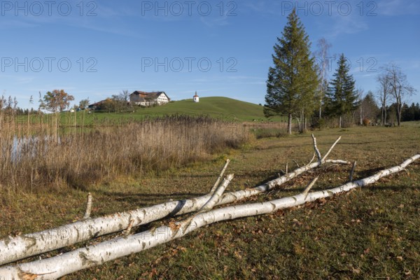 A birch tree felled by a beaver lies in a meadow in front of a hill with a building in the background, Hegratsrieder See, near Buching, Ostallgäu, Allgäu, Bavaria, Germany