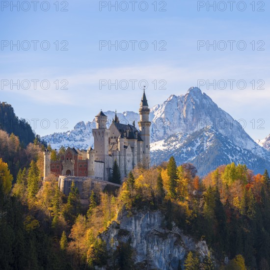 Neuschwanstein Castle on a hill above colorful autumn forest in front of the Alps, Schwangau near Füssen, Ostallgäu, Allgäu, Bavaria, Germany