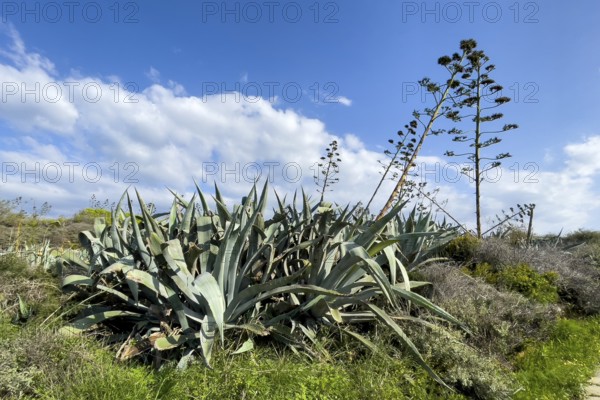 Wild American agave (Agave americana), Gozo Island, Malta
