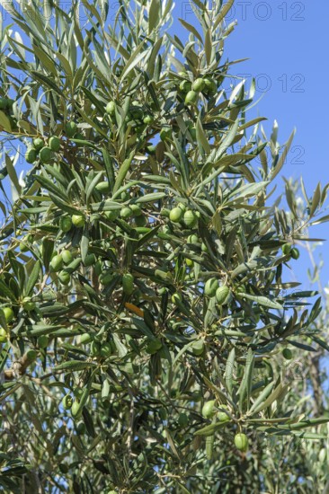 Large green olives grow on olive trees, Malta