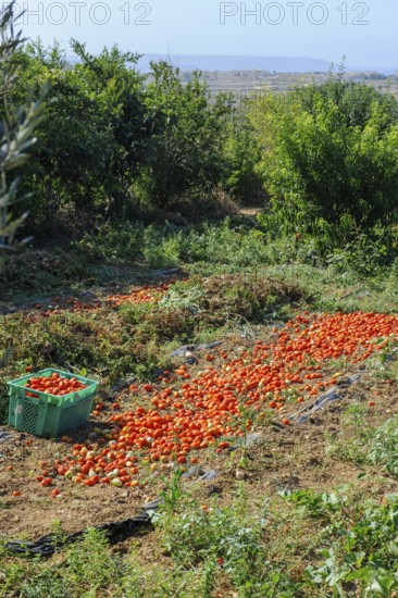 Tomato harvest of sun-dried tomatoes, Gozo, Malta