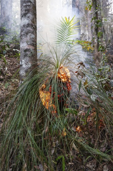 Preventive burning to prevent fires in the hot bushland of Queensland Australia