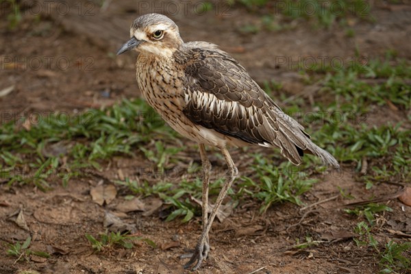 Long-tailed weet Burhinus grallarius in the forest, Queensland Australia