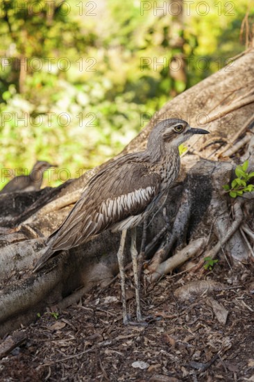 Long-tailed weet Burhinus grallarius in the forest, Queensland Australia