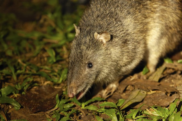 Wild nosebumbag at night in tropical bushland Queensland Australia