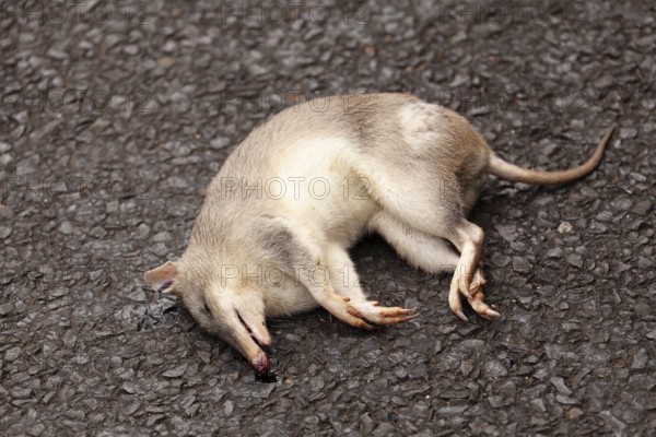 Wild nose bag run over on the road, Queensland Australia